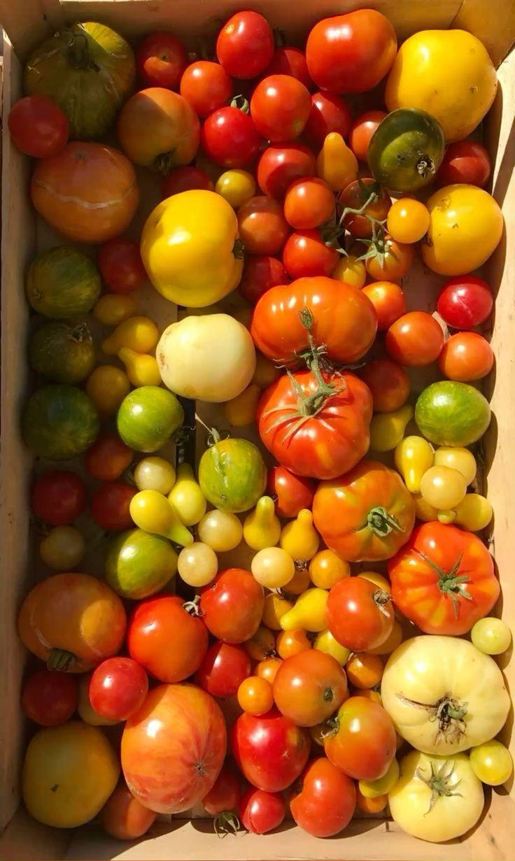 Wholesome Orchard & Field Basket